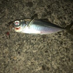 アジもサイズがダウン